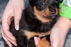 phoca_thumb_l_IMG_0822_resize