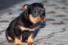 phoca_thumb_l_IMG_0823_resize
