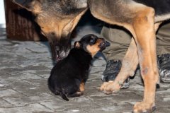 phoca_thumb_l_IMG_0825_resize