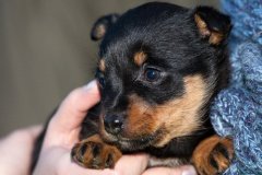 phoca_thumb_l_IMG_0828_resize