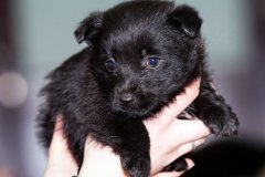 phoca_thumb_l_IMG_0859_resize