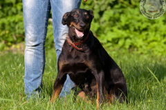 phoca_thumb_l_IMG_5372_resize