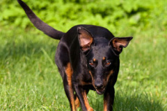 phoca_thumb_l_IMG_5373_resize