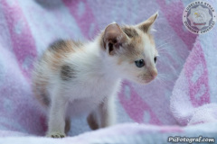 phoca_thumb_l_IMG_5415_resize