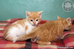 phoca_thumb_l_IMG_5457_resize
