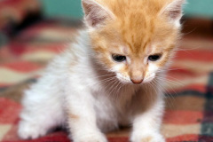 phoca_thumb_l_IMG_5459_resize