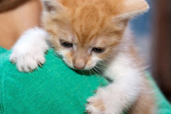 phoca_thumb_l_IMG_5462_resize