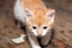 phoca_thumb_l_IMG_5470_resize