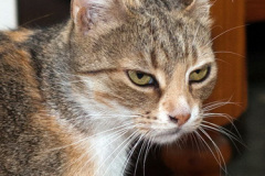 phoca_thumb_l_IMG_5471_resize
