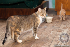 phoca_thumb_l_IMG_5473_resize