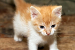 phoca_thumb_l_IMG_5477_resize