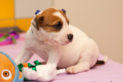 phoca_thumb_l_045IMG_9957_resize