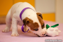 phoca_thumb_l_093IMG_0012_resize