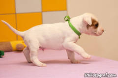 phoca_thumb_l_098IMG_0017_resize