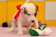 phoca_thumb_l_110IMG_0029_resize