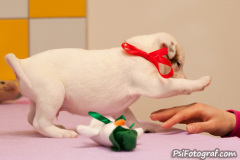 phoca_thumb_l_112IMG_0031_resize