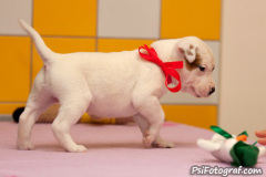 phoca_thumb_l_113IMG_0032_resize