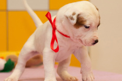 phoca_thumb_l_117IMG_0036_resize