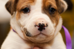 phoca_thumb_l_133IMG_0056_resize