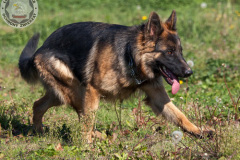 Aza