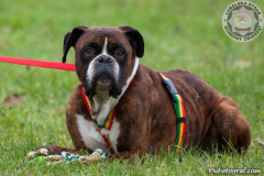 Bruno