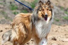 phoca_thumb_l_IMG_3745_resize
