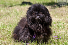 phoca_thumb_l_IMG_5536_resize