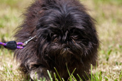 phoca_thumb_l_IMG_5539_resize