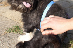 phoca_thumb_l_IMG_5818_resize