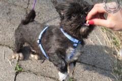phoca_thumb_l_IMG_5822_resize