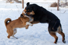 phoca_thumb_l_IMG_9329_resize
