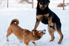 phoca_thumb_l_IMG_9332_resize