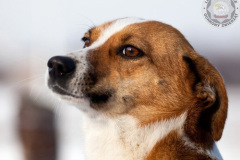 phoca_thumb_l_IMG_9347_resize