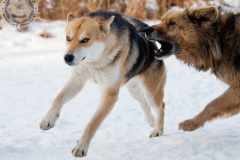 phoca_thumb_l_IMG_9357_resize