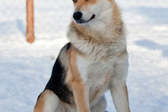 phoca_thumb_l_IMG_9377_resize
