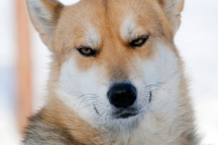 phoca_thumb_l_IMG_9379_resize