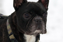 Elvis