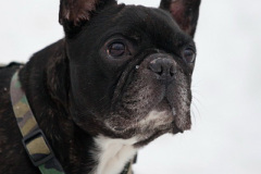 phoca_thumb_l_IMG_9175_resize