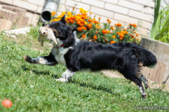 phoca_thumb_l_IMG_7411_resize