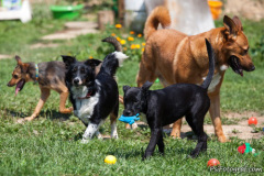 phoca_thumb_l_IMG_7448_resize