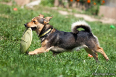 phoca_thumb_l_IMG_7466_resize