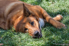 phoca_thumb_l_IMG_7484_resize