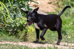 phoca_thumb_l_IMG_7508_resize