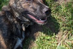 phoca_thumb_l_IMG_7534_resize
