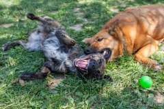 phoca_thumb_l_IMG_7548_resize