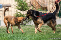 phoca_thumb_l_IMG_7583_resize