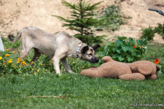 phoca_thumb_l_IMG_7600_resize