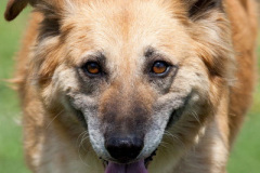 phoca_thumb_l_IMG_7796_resize