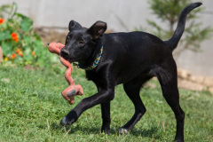 phoca_thumb_l_IMG_7808_resize