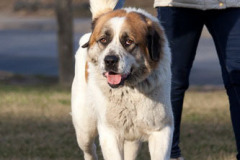 phoca_thumb_l_IMG_0354_resize